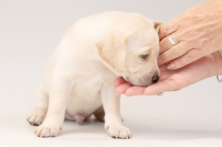 A yellow Labrador puppy resting its head on a pair of hands.