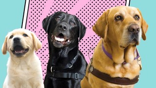 A yellow Labrador puppy, a black Labrador Therapy Dog and a yellow Labrador Guide Dog in harness all looking at the camera with text to their left that reads International Guide Dog Day 2026.