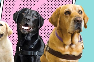 A yellow Labrador puppy, a black Labrador Therapy Dog and a yellow Labrador Guide Dog in harness all looking at the camera with text to their left that reads International Guide Dog Day 2026.