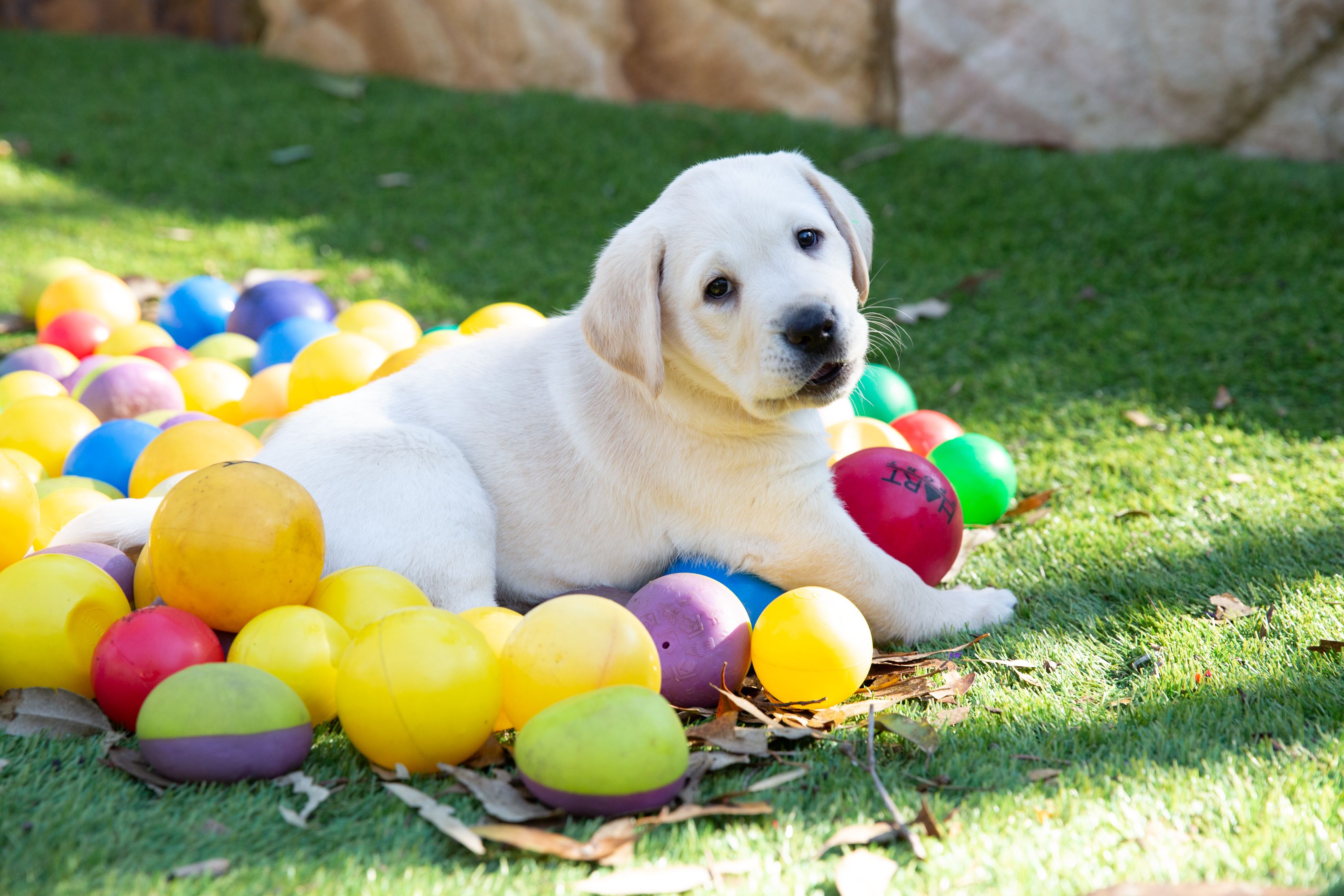 A yellow Labrador puppy playing with a ball.