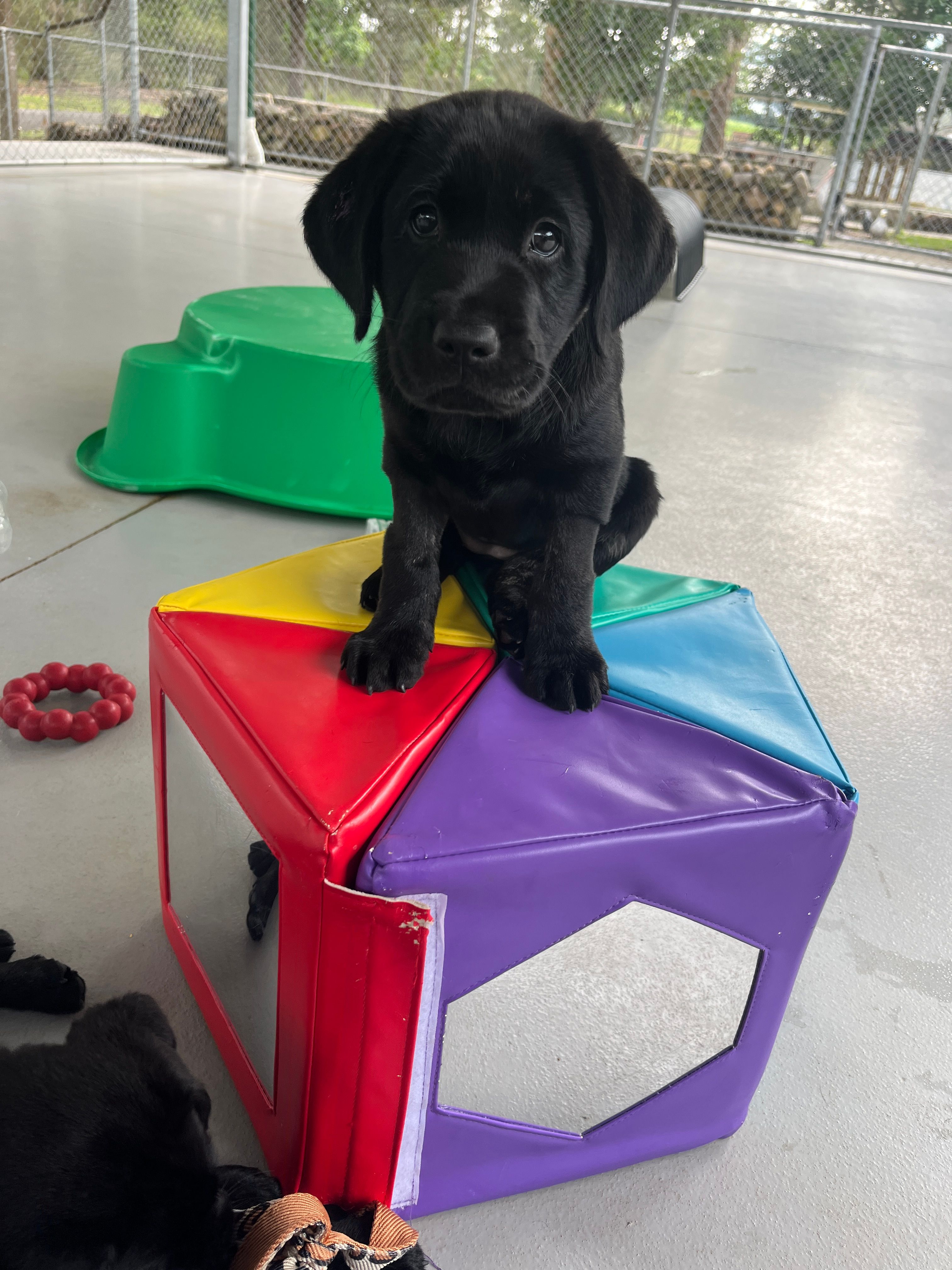 A black Labrador puppy sitting on a toy.