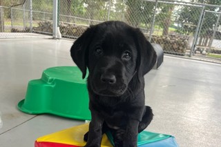 A black Labrador puppy sitting on a toy.