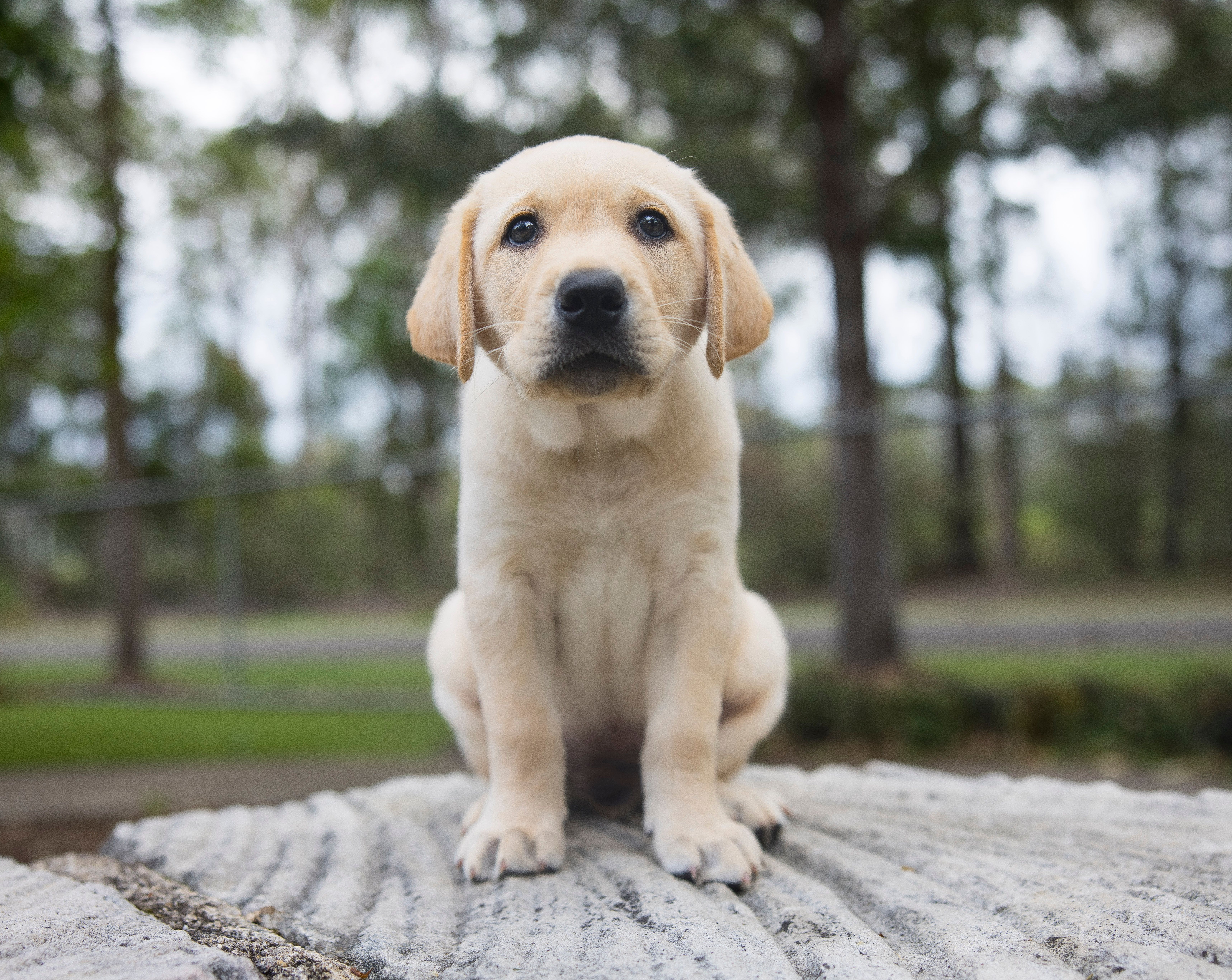 A yellow Labrador puppy sitting.