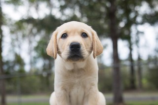 A yellow Labrador puppy sitting and looking at the camera.