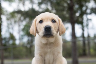 A yellow Labrador puppy sitting.
