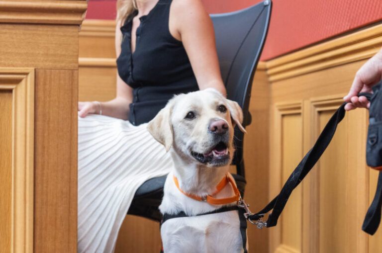 A yellow Labrador court dog sitting.
