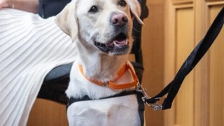 A yellow Labrador court dog sitting.