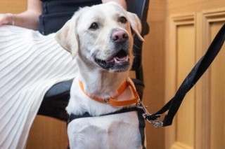 A yellow Labrador court dog sitting.