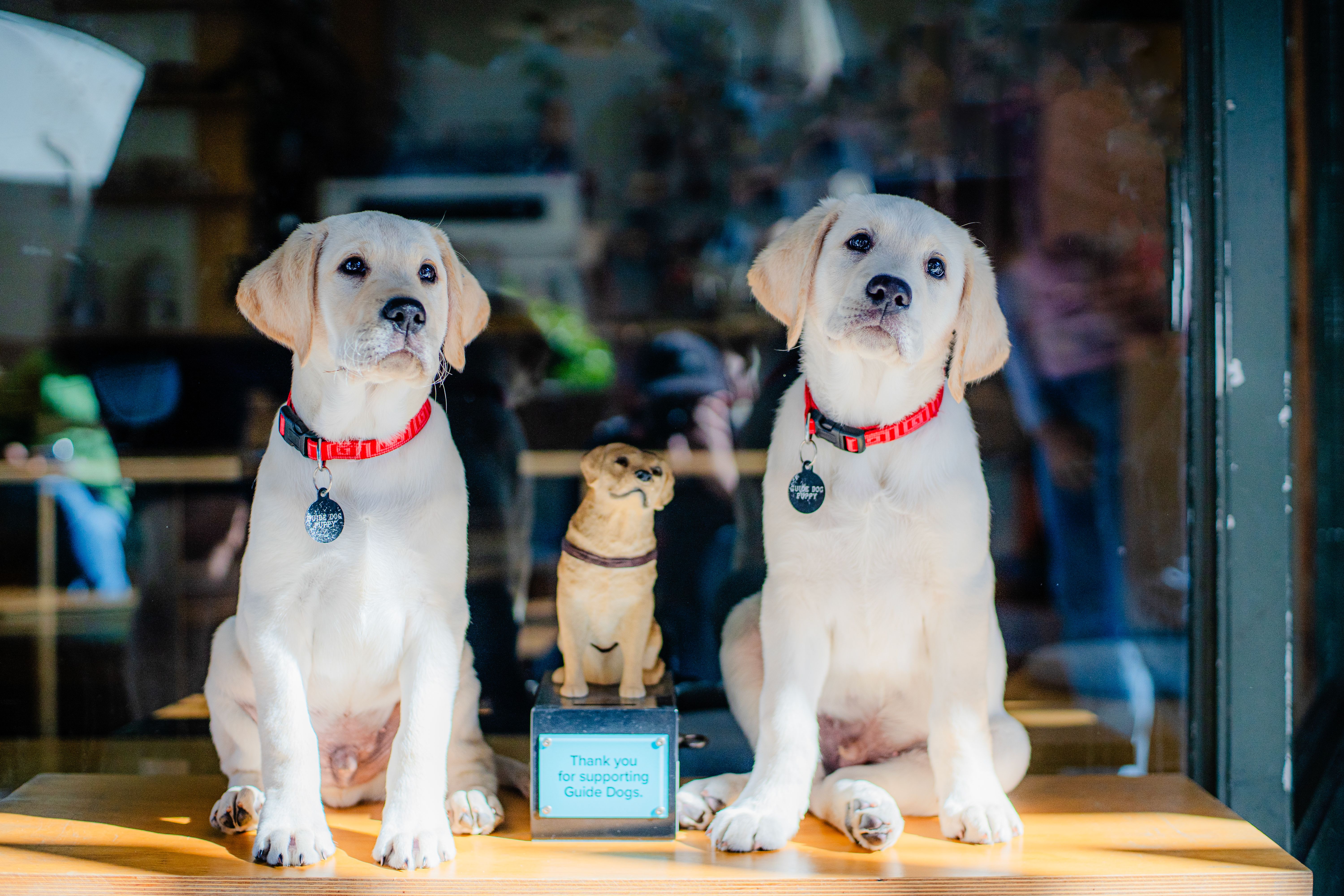 Two yellow Labrador puppies sitting next to a small donation dog. 