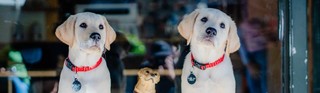 Two yellow Labrador puppies sitting next to a small donation dog.