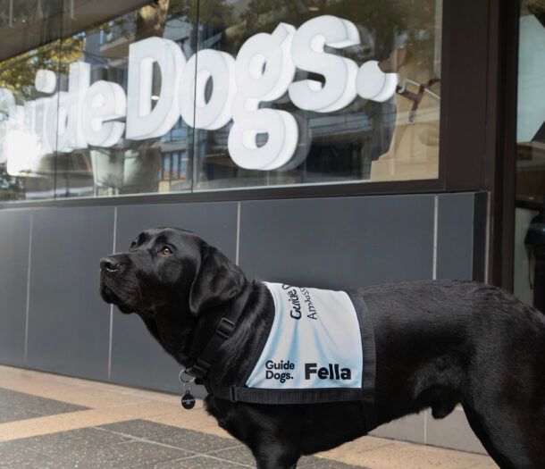 Black Labrador Ambassador Dog Fella standing.