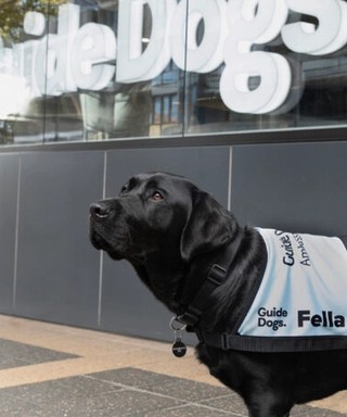 Ambassador Dog Fella looking at the camera.