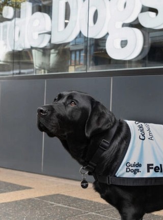 Ambassador Dog Fella looking at the camera.