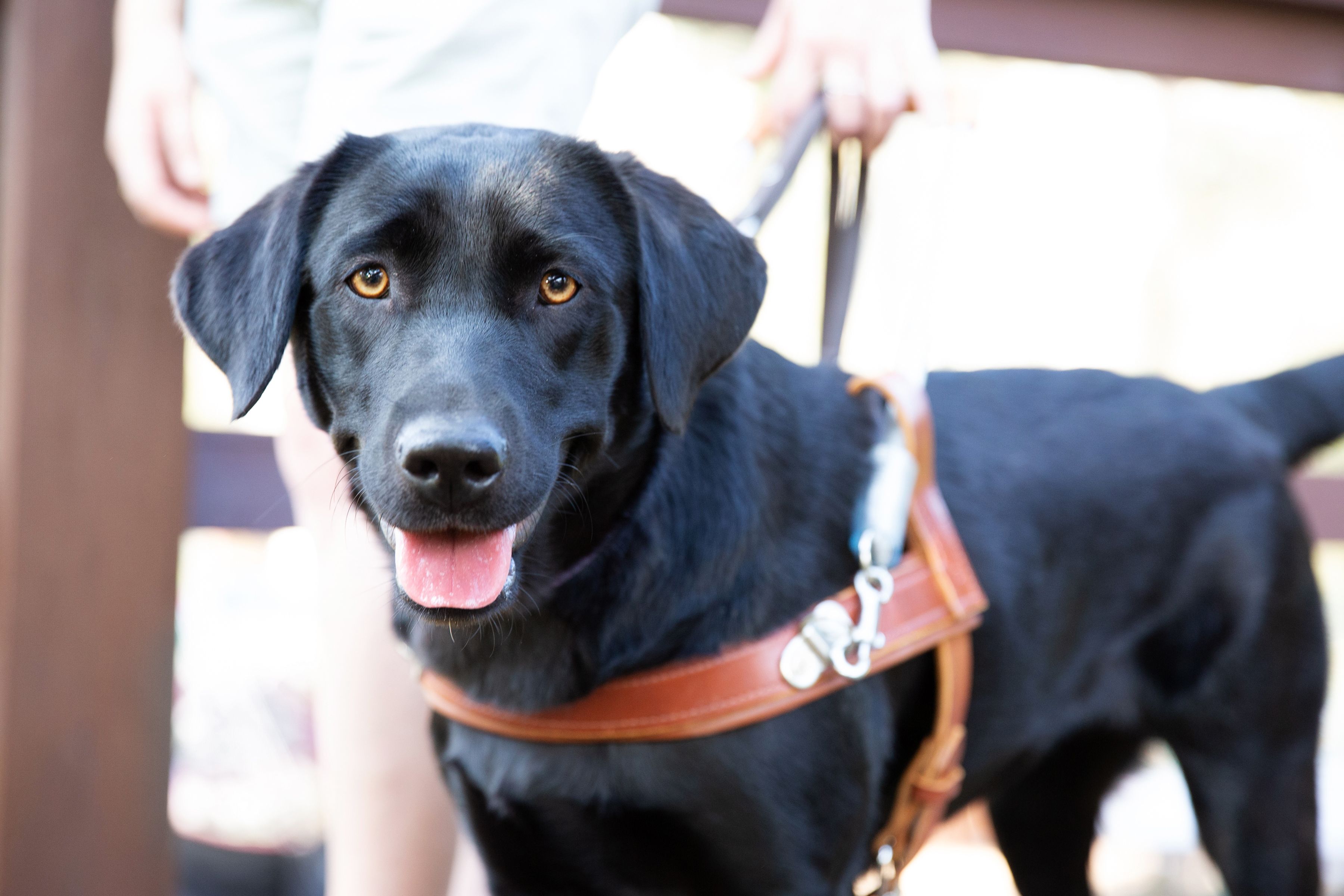 A black Labrador Guide Dog in harness. 