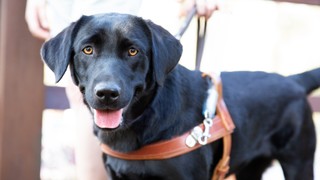 Black Labrador Guide Dog Luna looking at the camera.