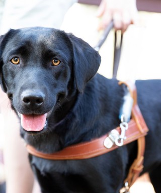 A black Labrador Guide Dog in harness.