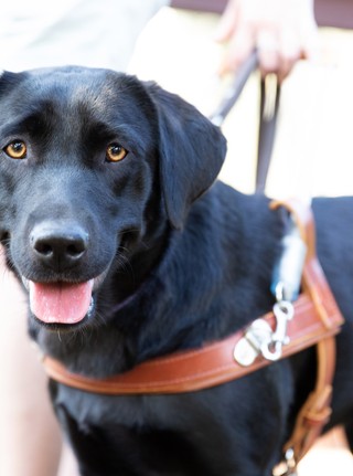 A black Labrador Guide Dog in harness.