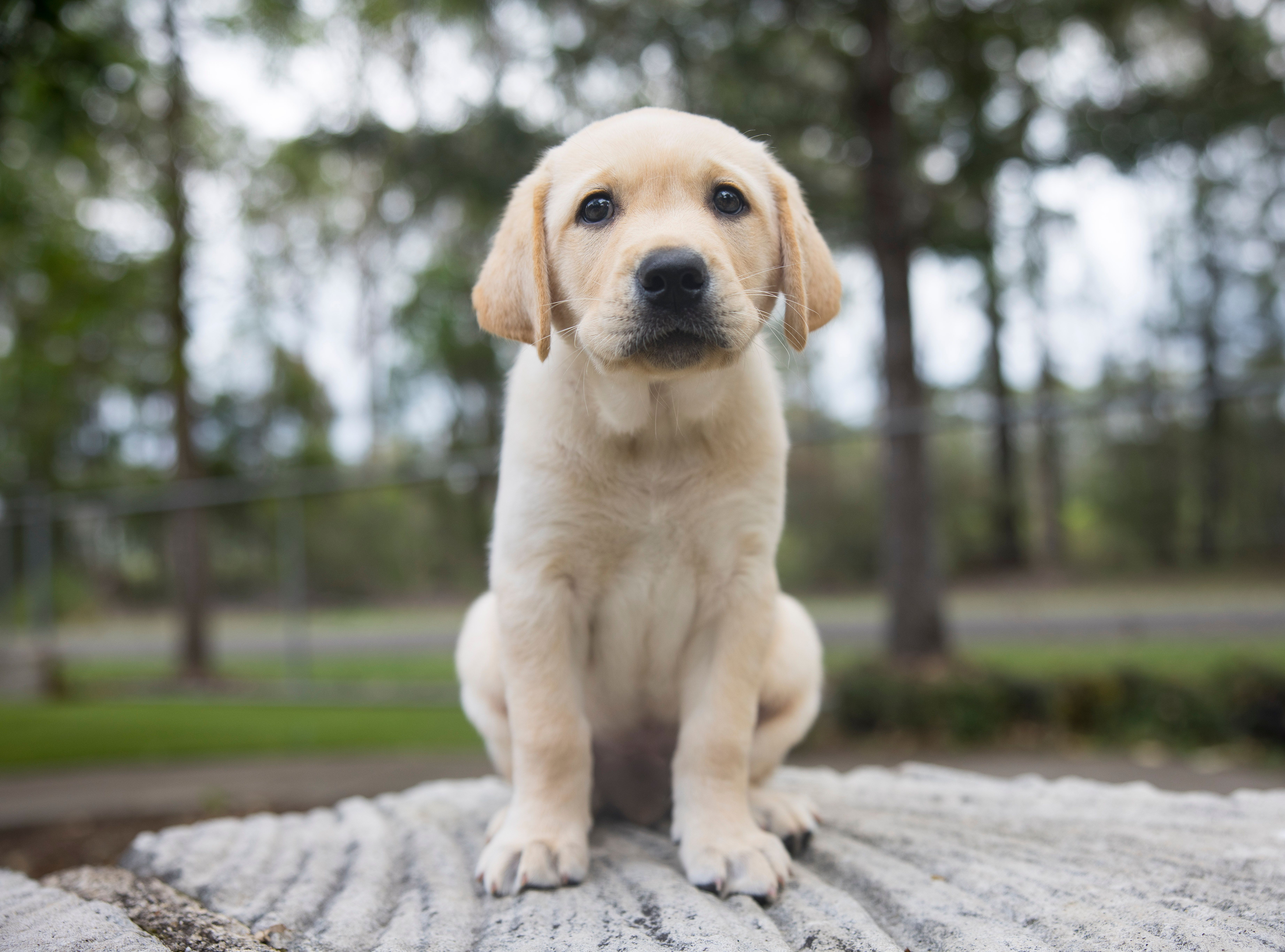 A yellow Labrador puppy.