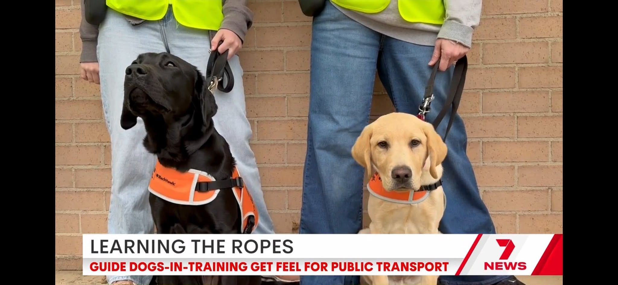 Two Labradors in harness sitting and looking at the camera. A subtitle below with Channel Seven branding says, ‘Learning the ropes. Guide Dogs-in-training get feel for public transport.’ 