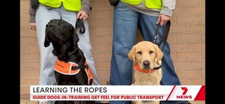 Two Labradors in harness sitting and looking at the camera. A subtitle below with Channel Seven branding says, ‘Learning the ropes. Guide Dogs-in-training get feel for public transport.’