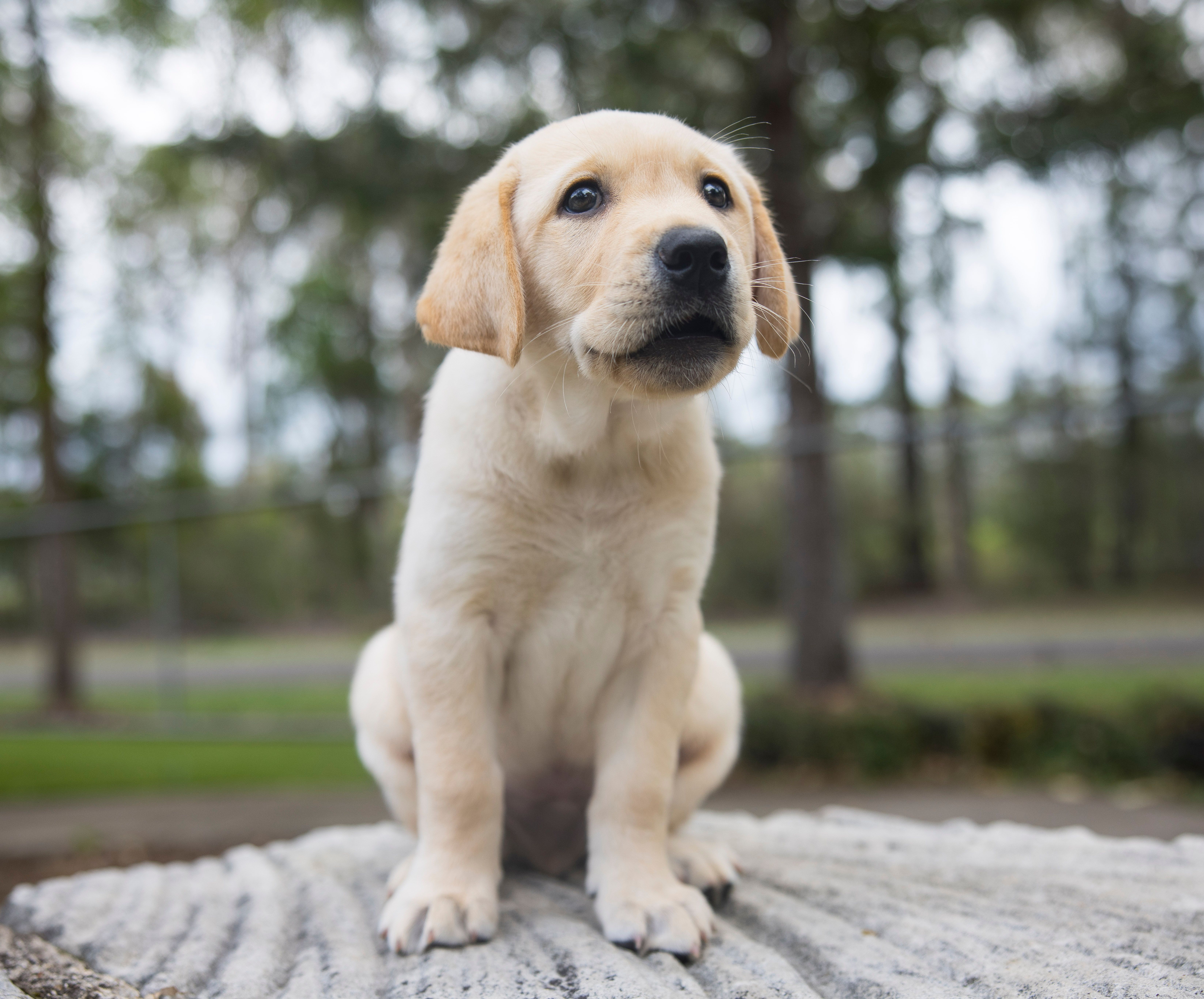 A yellow Labrador puppy sitting.