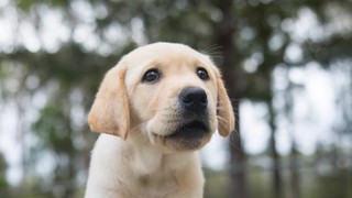 A yellow Labrador puppy sitting.