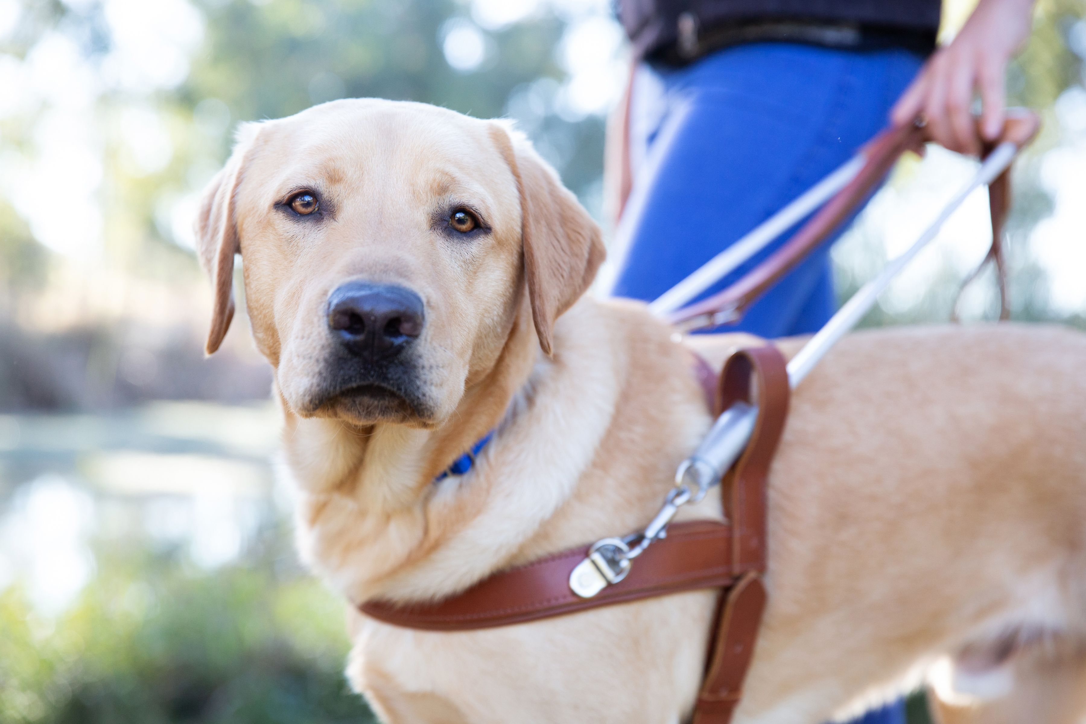 A yellow Labrador Guide Dog in harness.