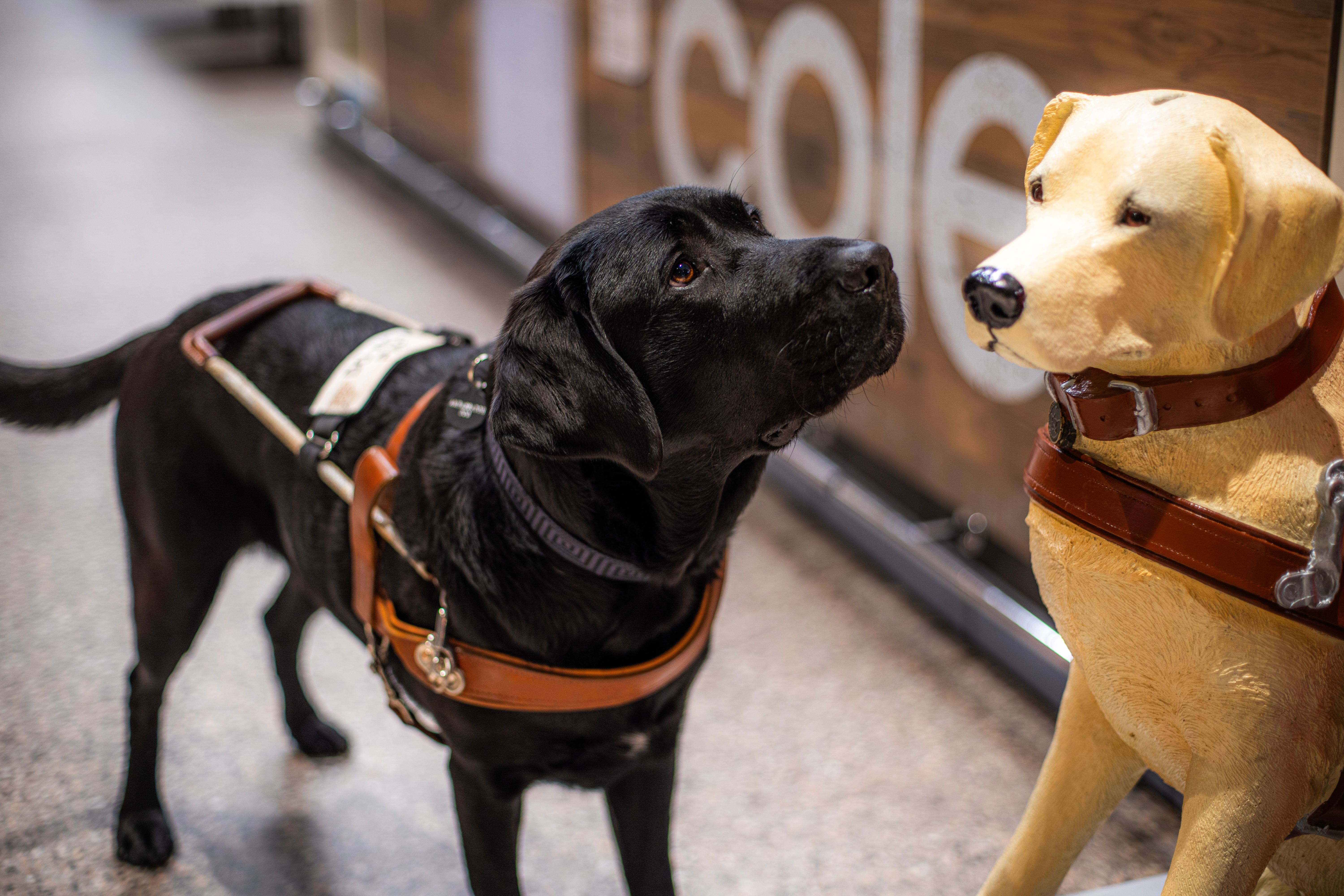 Black Labrador in harness looking at a Donation Dog. 