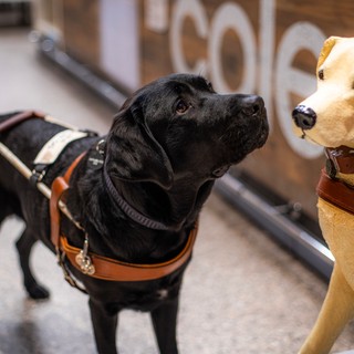 Black Labrador in harness looking at a Donation Dog.