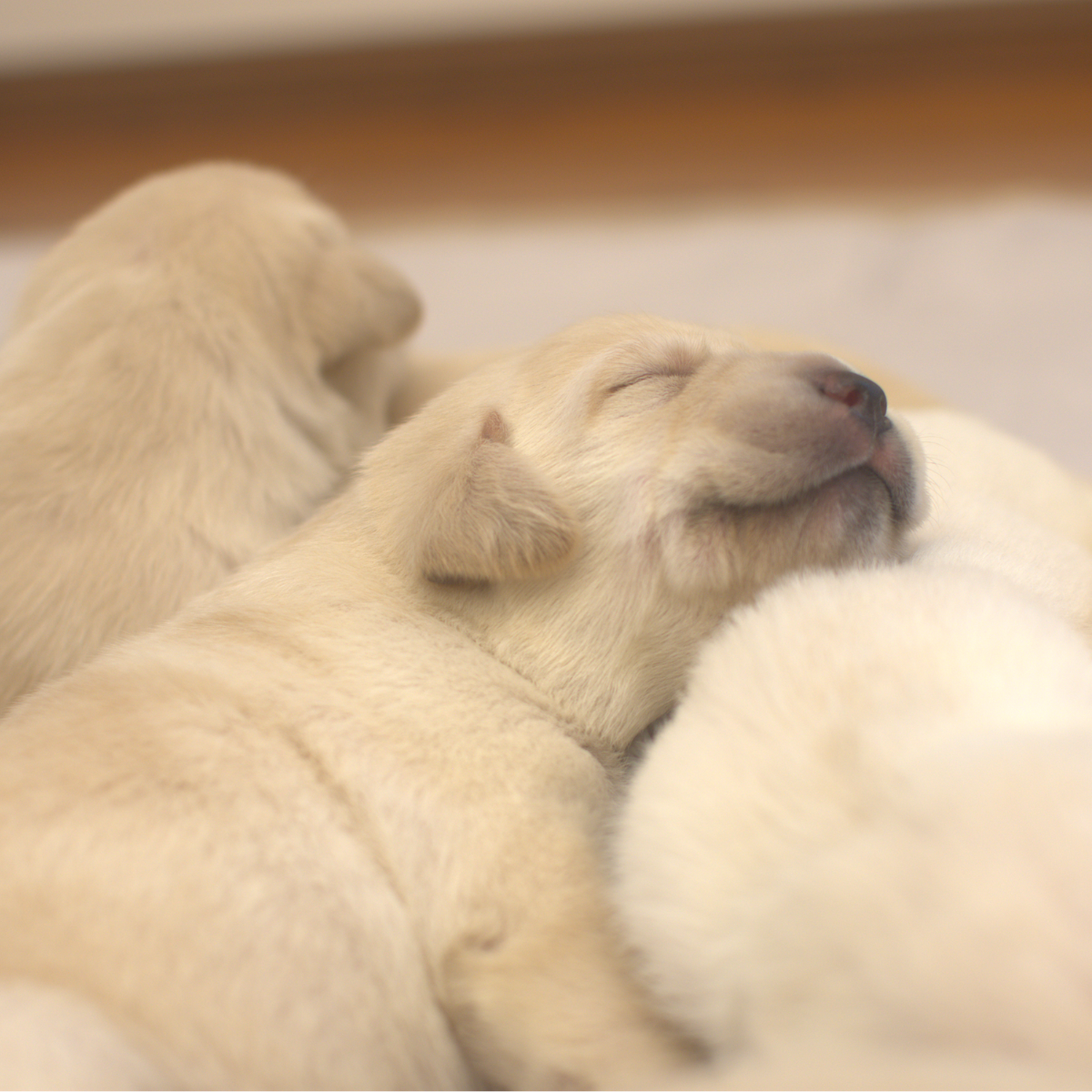 Another yellow Labrador puppy asleep. 