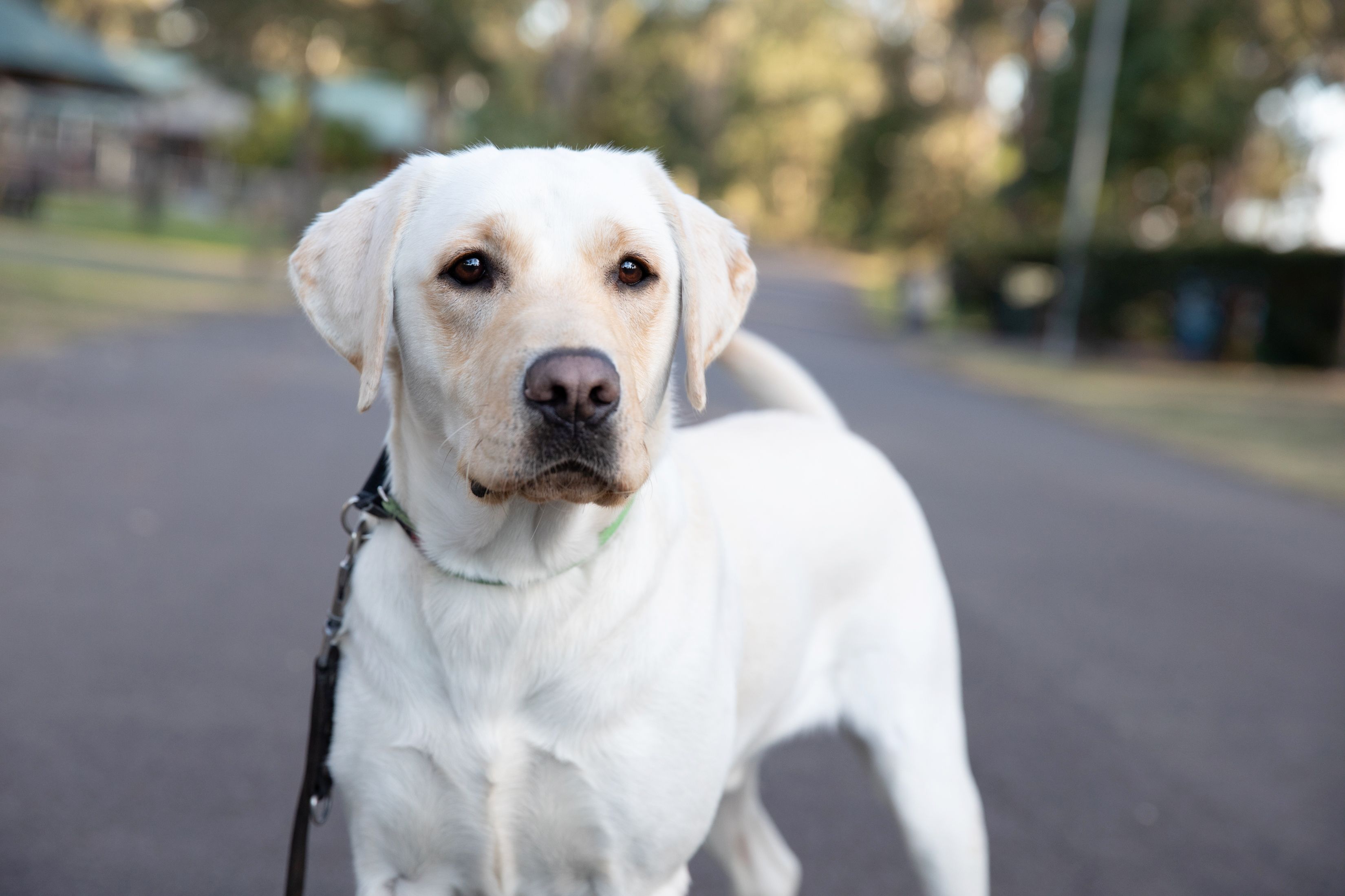 A yellow Labrador laying down.