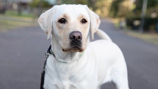 A yellow Labrador laying down.