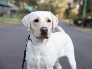 A yellow Labrador laying down.