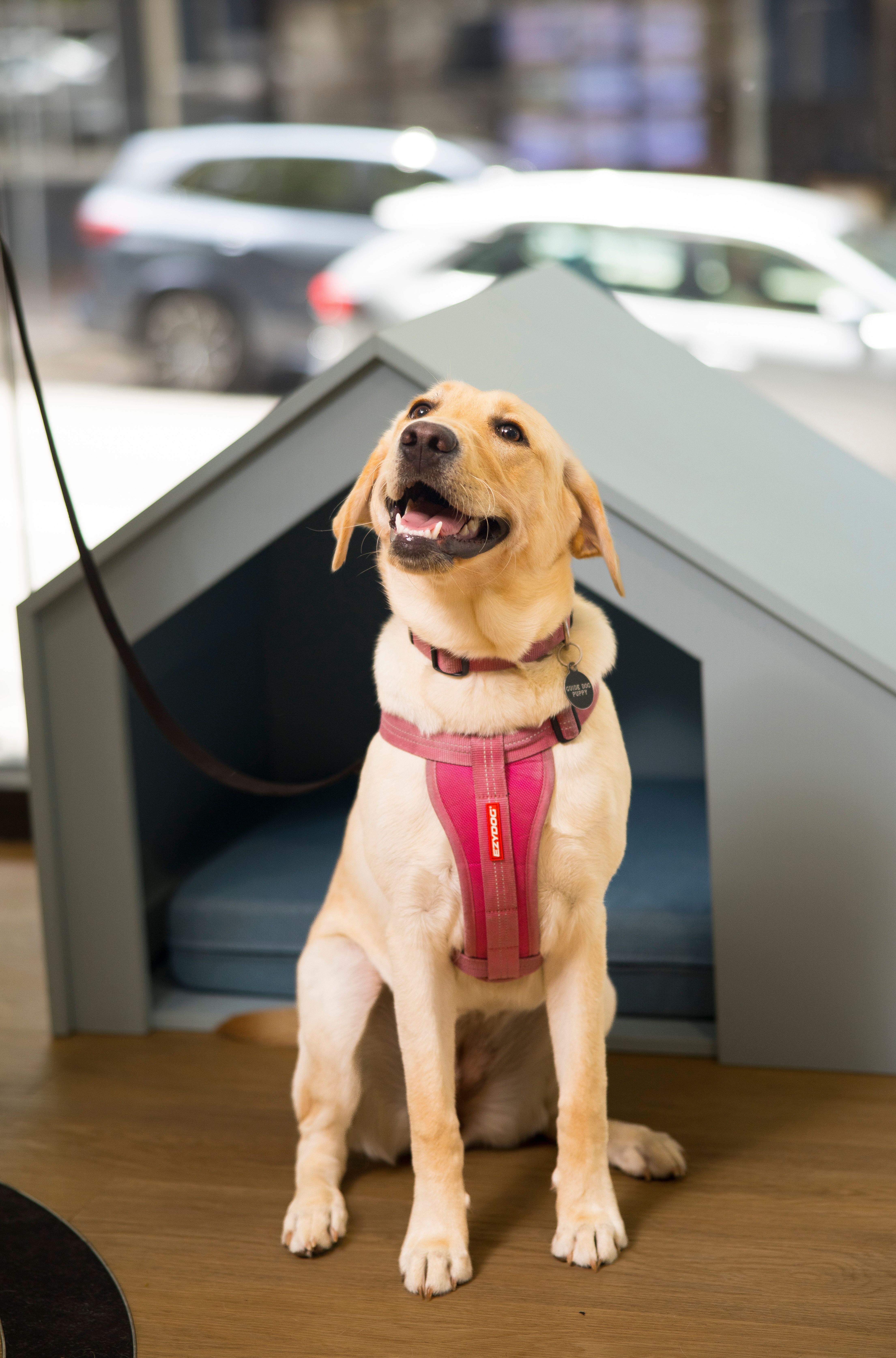 A yellow Labrador puppy smiling. 