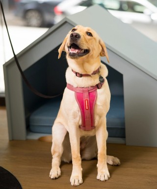 A yellow Labrador puppy smiling.