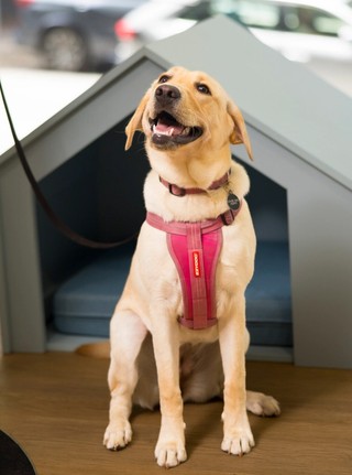 A yellow Labrador puppy smiling.