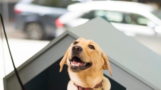 A yellow Labrador puppy sitting.
