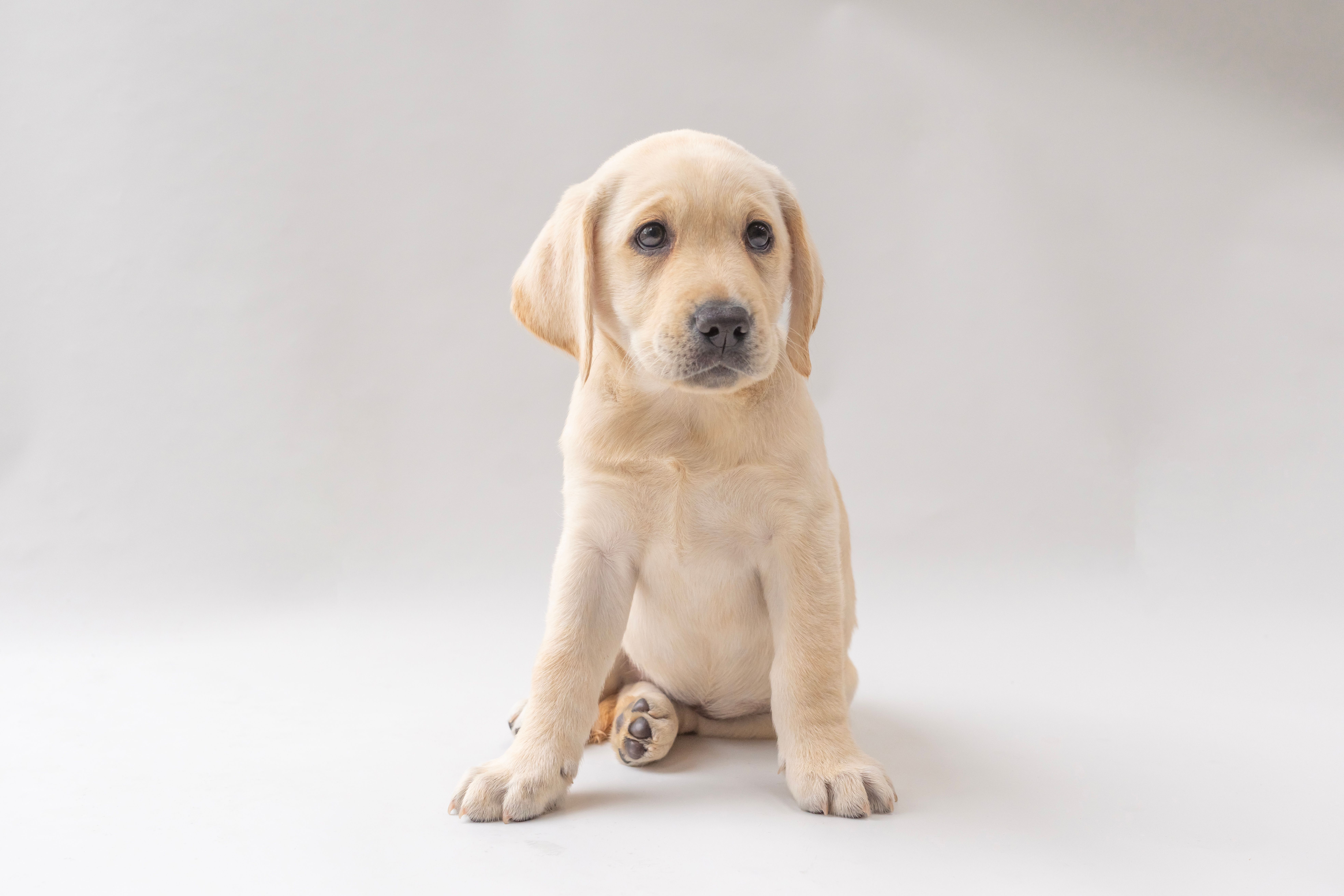 A yellow Labrador puppy sitting