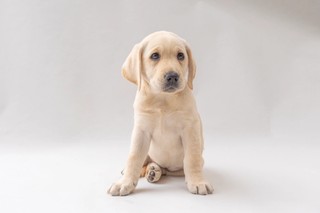 A yellow Labrador puppy sitting
