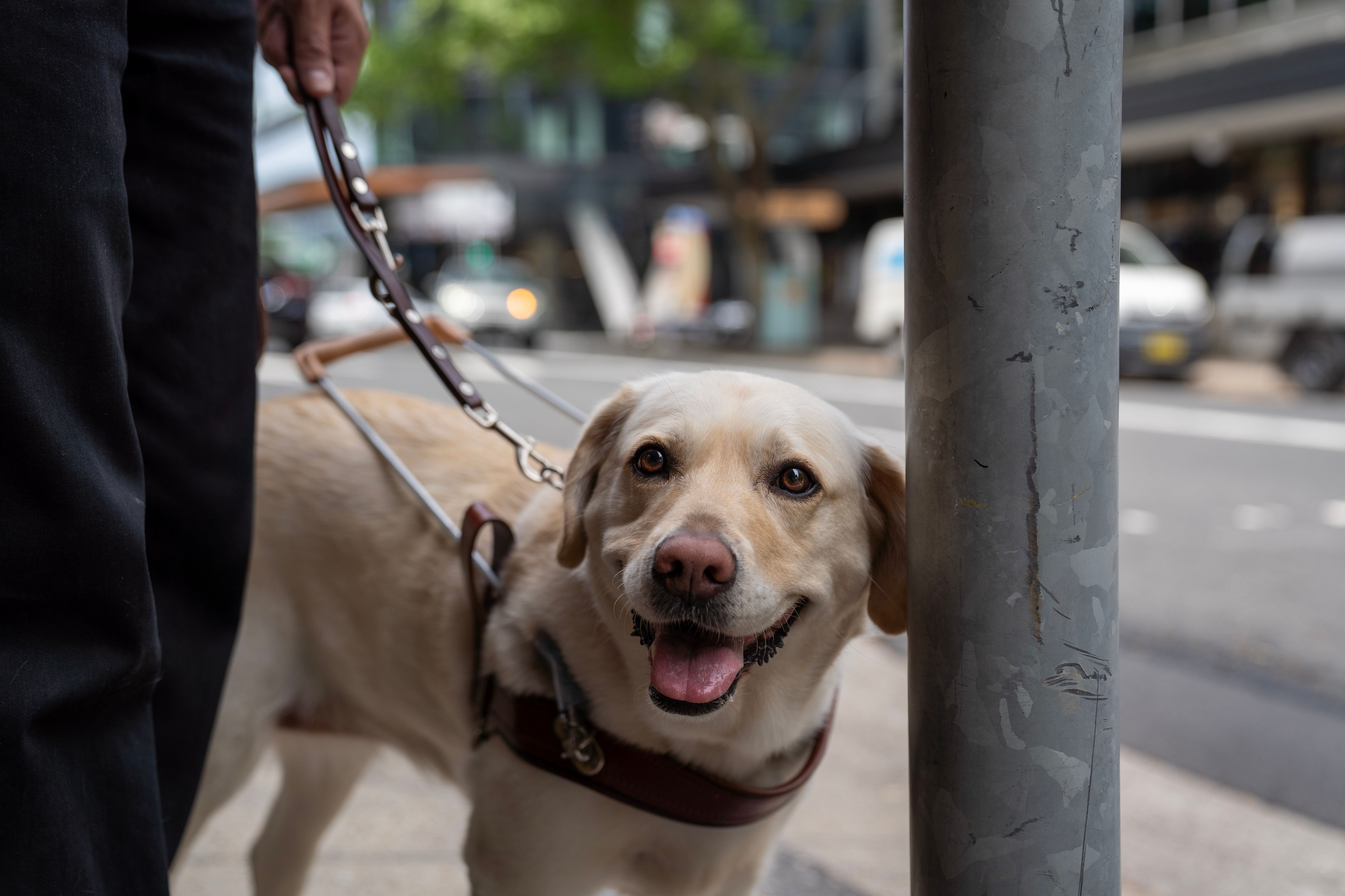 A yellow Guide Dog in harness.