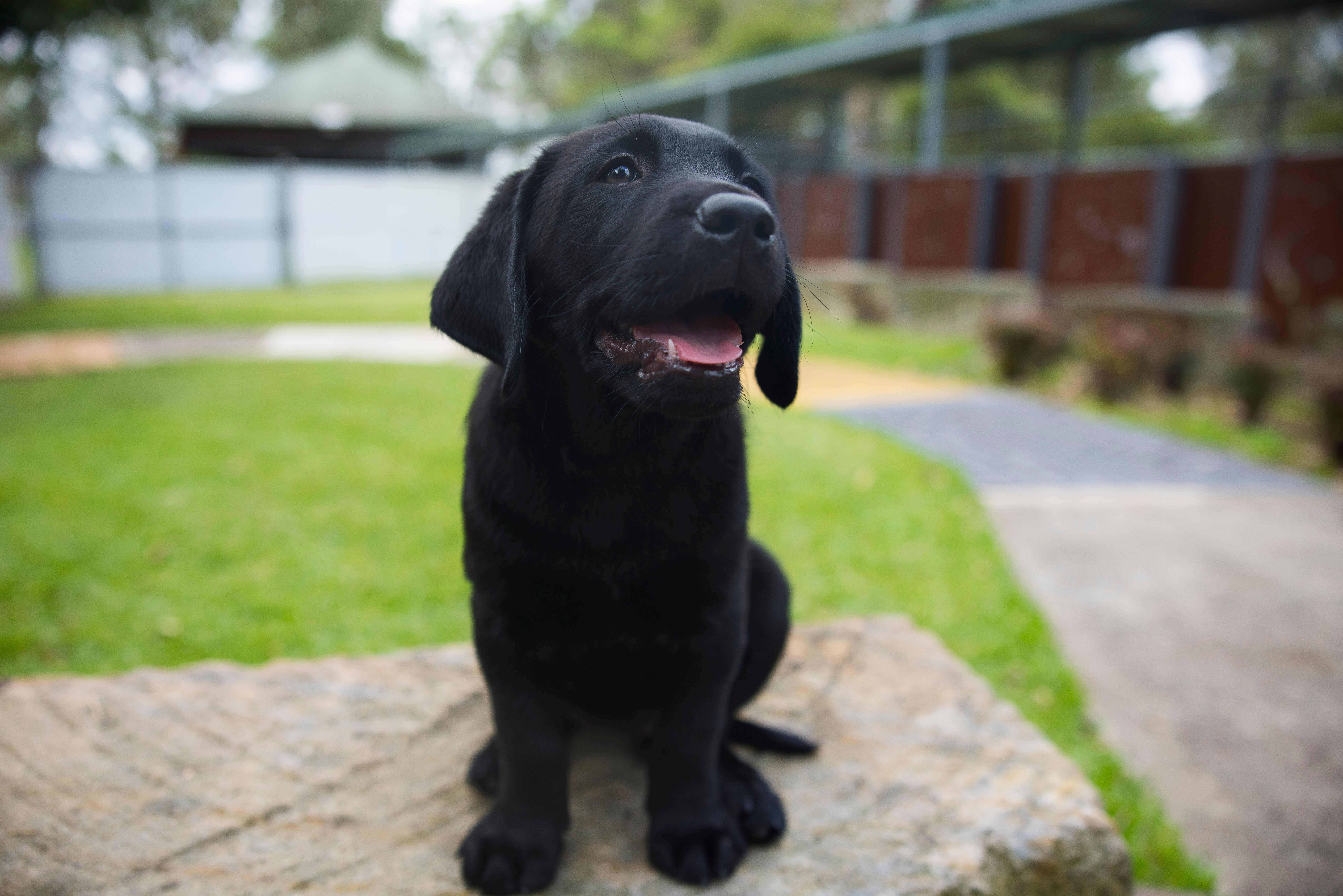 A black Labrador puppy sitting and looking at the camera.