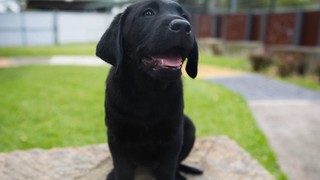 A black Labrador puppy sitting and looking at the camera.