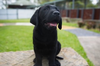 A black Labrador puppy sitting and looking at the camera.
