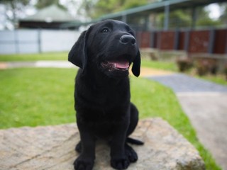 A black Labrador puppy sitting and looking at the camera.