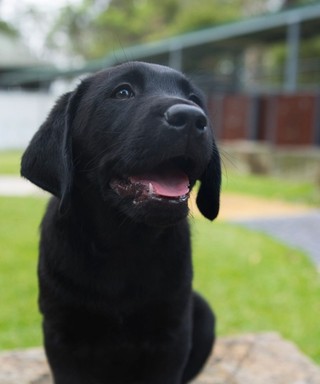 A black Labrador Puppy looking at the camera.