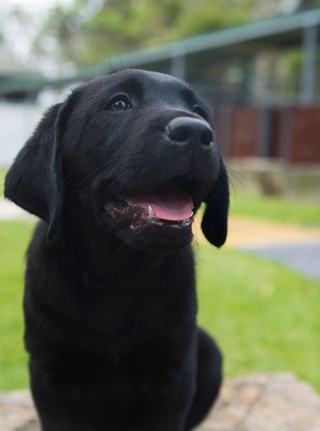 A black Labrador Puppy looking at the camera.