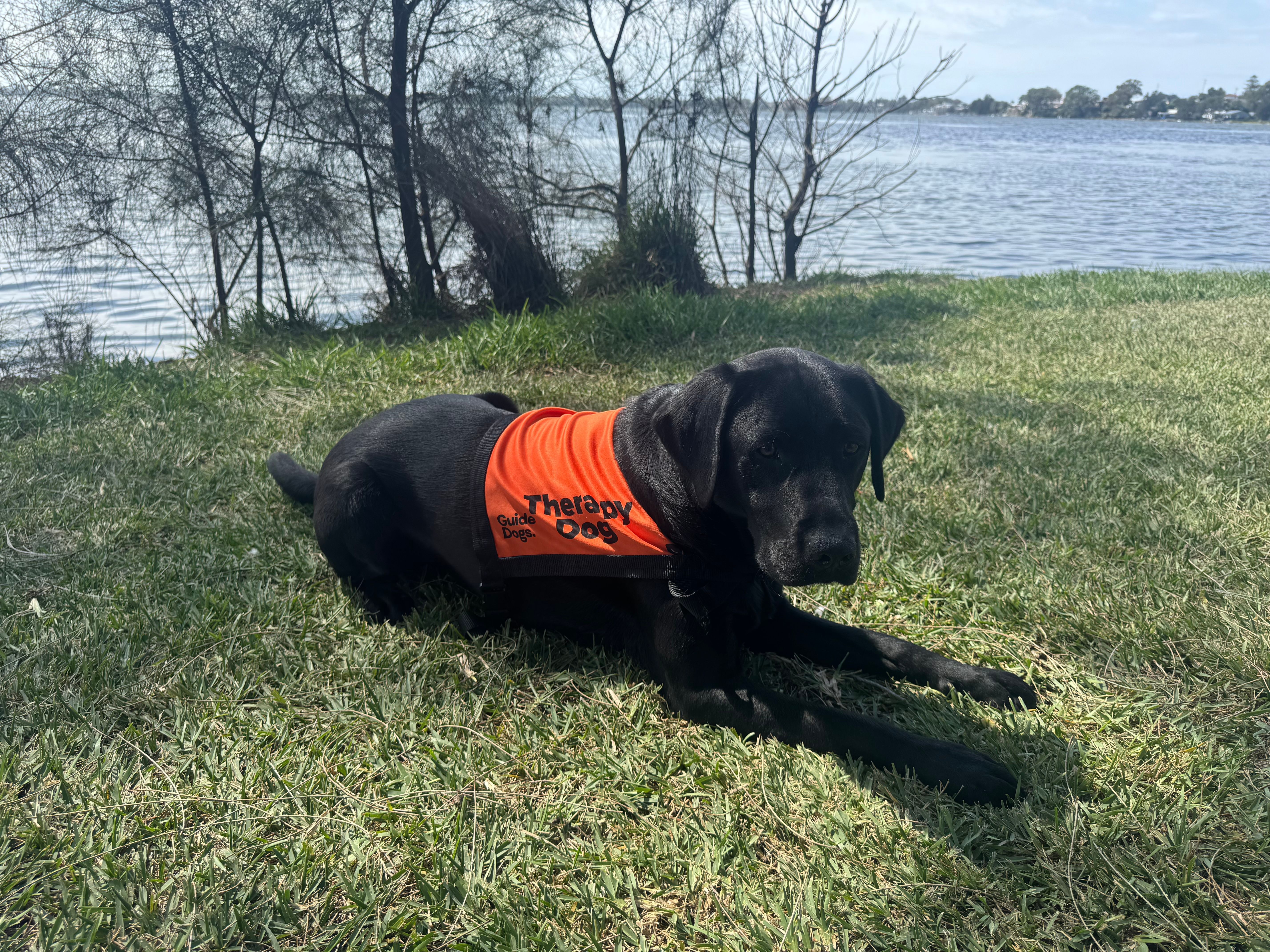 Black Labrador Therapy Dog laying down.