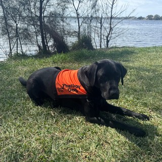 Black Labrador Therapy Dog laying down.
