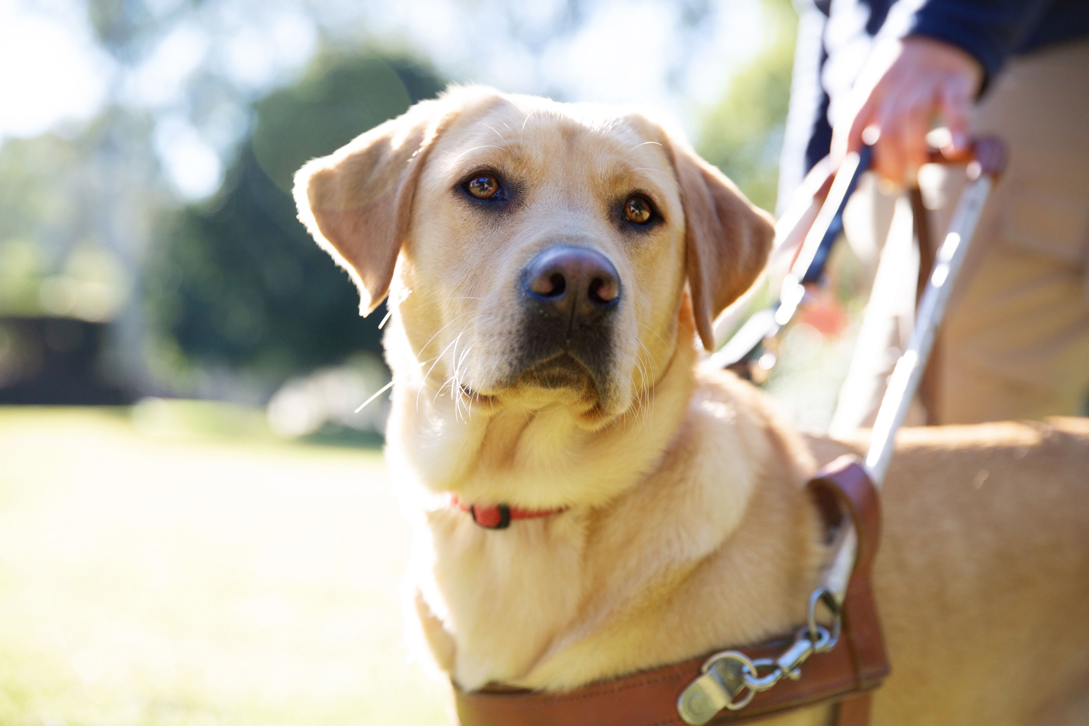 A yellow Labrador Guide Dog in harness.