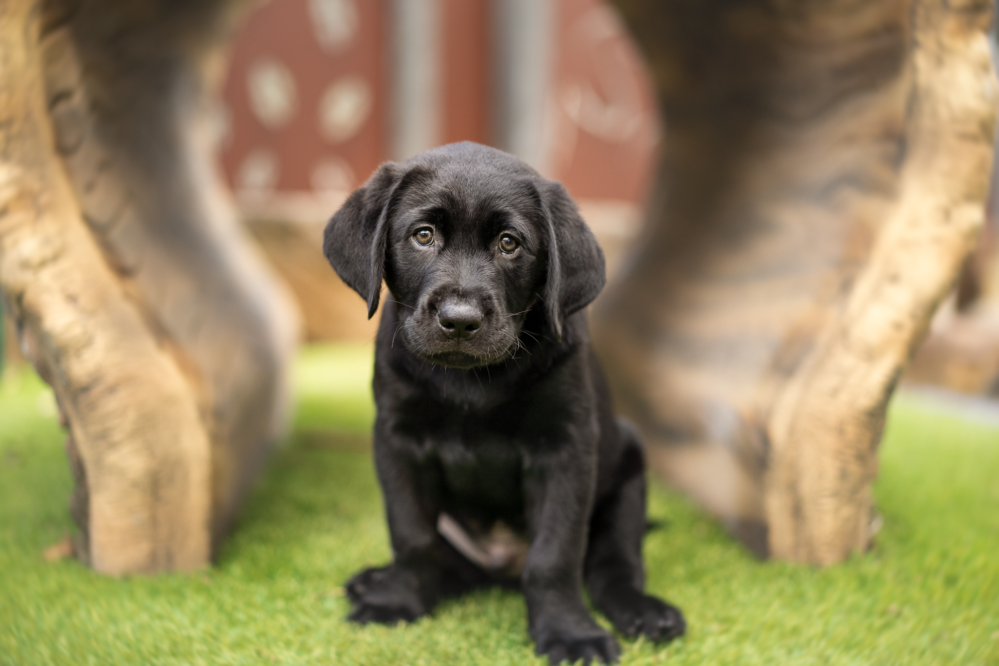 A black Labrador puppy sitting and looking at the camera.